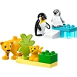 Kép 4/5 - LEGO® DUPLO®: Állatcsaládok a vadvilágban: Pingvinek és oroszlánok (10442)