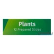 Kép 10/11 - Levenhuk LabZZ P12 Növények – előkészített tárgylemez-készlet mikroszkópokhoz - 72869