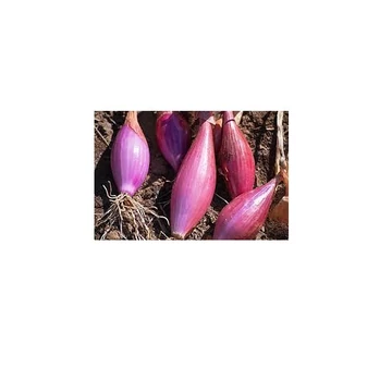 Vetőmag - dughagyma sonkahagyma 0,25kg