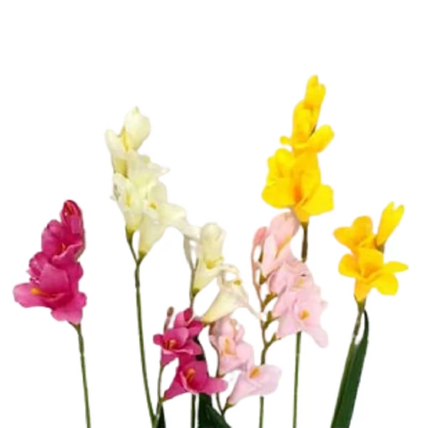 2 ágú frézia művirág többféle változatban 20639