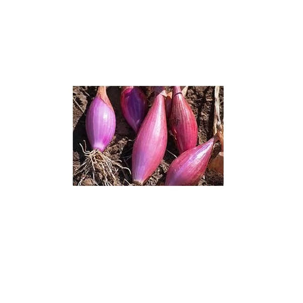 Vetőmag - dughagyma sonkahagyma 0,25kg