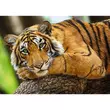 Tigris portré 500db-os puzzle - Trefl