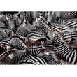 Kép 2/2 - National Geographic - Zebrák 1000 db-os puzzle - Clementoni
