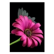 Kép 1/3 - Gyémántszemes kirakó: Gerbera gyémántfestő szett 10x15cm